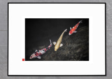 Load image into Gallery viewer, Koinobori
